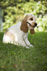 English Cocker Spaniel Puppy