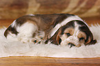 sleeping English Cocker Spaniel Puppy