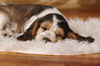 sleeping English Cocker Spaniel Puppy