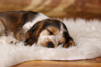 sleeping English Cocker Spaniel Puppy