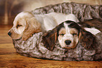 2 sleeping English Cocker Spaniel Puppies