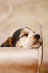 sleeping English Cocker Spaniel Puppy