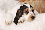 English Cocker Spaniel Puppy