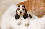 English Cocker Spaniel Puppy