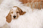 sleeping English Cocker Spaniel Puppy