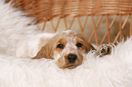 English Cocker Spaniel Puppy