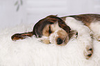 sleeping English Cocker Spaniel Puppy