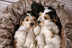 2 sleeping English Cocker Spaniel Puppies