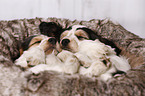 2 sleeping English Cocker Spaniel Puppies