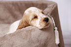 sleeping English Cocker Spaniel Puppy