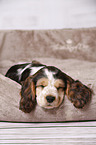 sleeping English Cocker Spaniel Puppy