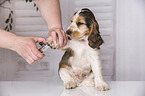 cutting claws at English Cocker Spaniel Puppy