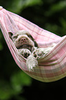 English Cocker Spaniel Puppy