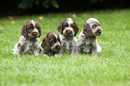 English Cocker Spaniel Puppies