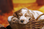 English Cocker Spaniel puppy