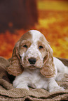 English Cocker Spaniel puppy