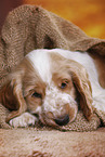 English Cocker Spaniel puppy