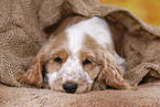 English Cocker Spaniel puppy