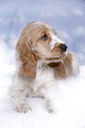 English Cocker Spaniel in snow