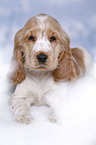 English Cocker Spaniel in snow