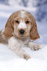 English Cocker Spaniel in snow