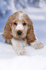 English Cocker Spaniel in snow