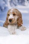 English Cocker Spaniel in snow