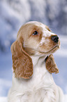 English Cocker Spaniel in snow