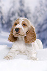 English Cocker Spaniel in snow