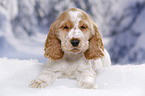 English Cocker Spaniel in snow