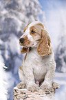 English Cocker Spaniel in snow