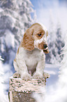 English Cocker Spaniel in snow