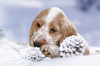 English Cocker Spaniel in snow