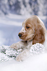 English Cocker Spaniel in snow