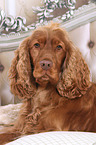 English Cocker Spaniel portrait