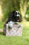 English Cocker Spaniel Puppy