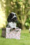 English Cocker Spaniel Puppy