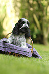 English Cocker Spaniel Puppy