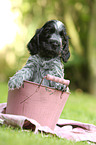 English Cocker Spaniel Puppy