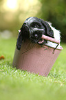 English Cocker Spaniel Puppy