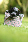 English Cocker Spaniel Puppy