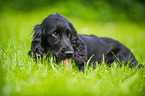 lying English Cocker Spaniel