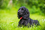 lying English Cocker Spaniel