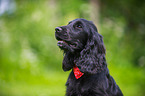 English Cocker Spaniel