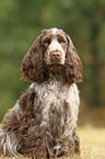 sitting English Cocker Spaniel