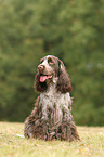 sitting English Cocker Spaniel