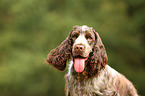 English Cocker Spaniel Portrait