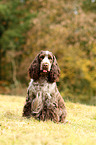 sitting English Cocker Spaniel