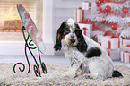 English Cocker Spaniel Puppy