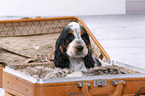 English Cocker Spaniel Puppy